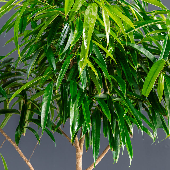 Ficus Alii Standard (Ficus maclellandii) 14 in