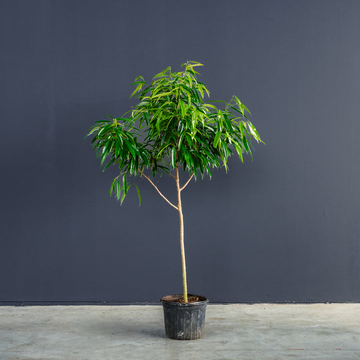 Ficus Alii Standard (Ficus maclellandii) 14 in