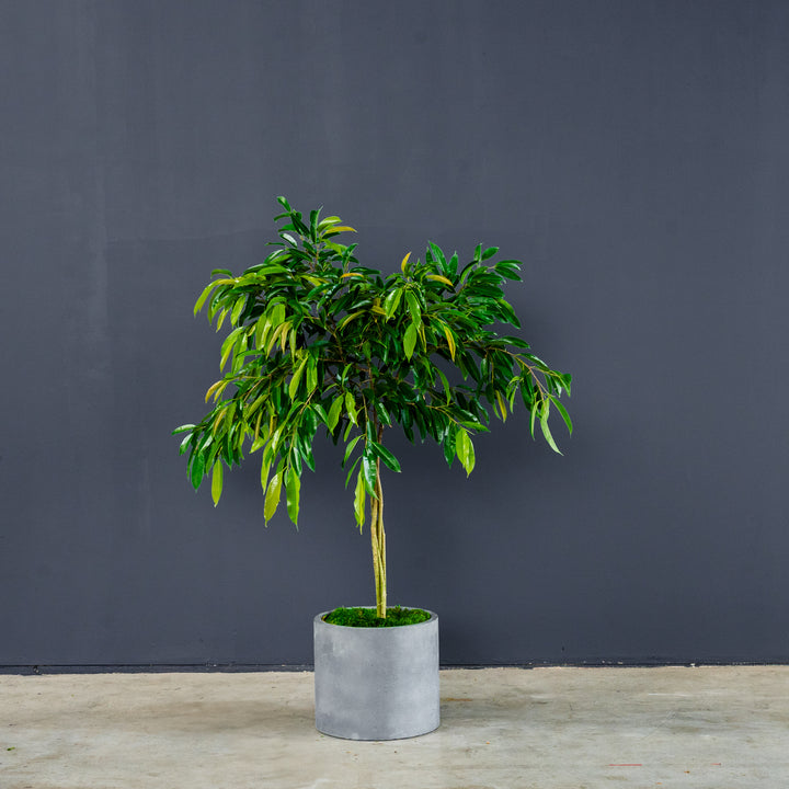 Ficus Amstel King Braided (Ficus maclellandii 'Amstel King') 14 in