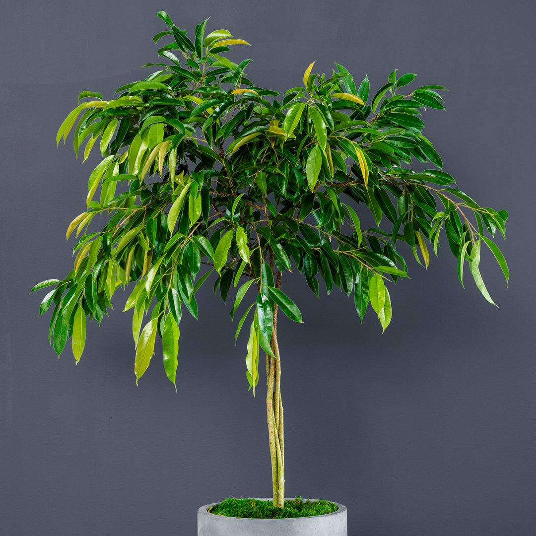 Ficus Amstel King Braided (Ficus maclellandii 'Amstel King') 14 in
