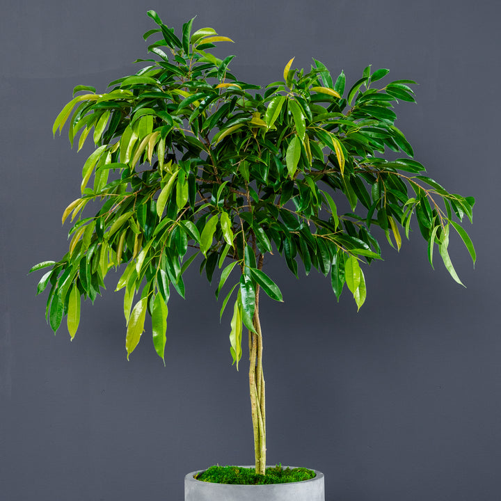 Ficus Amstel King Braided (Ficus maclellandii 'Amstel King') 14 in