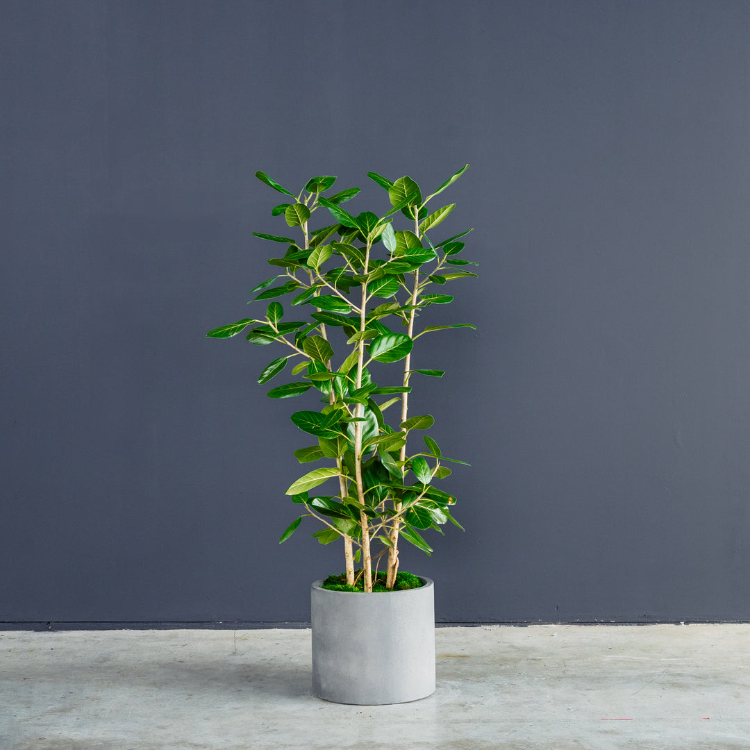 audrey pole ficus Ficus Audrey Column (Ficus benghalensis)