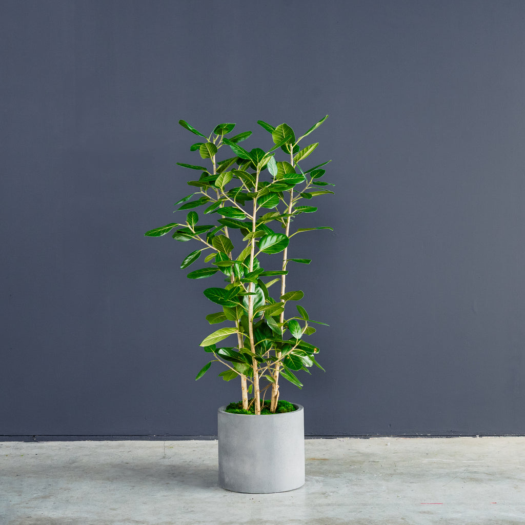 ficus audrey denver Ficus Audrey Column (Ficus benghalensis) – Rolling Greens
