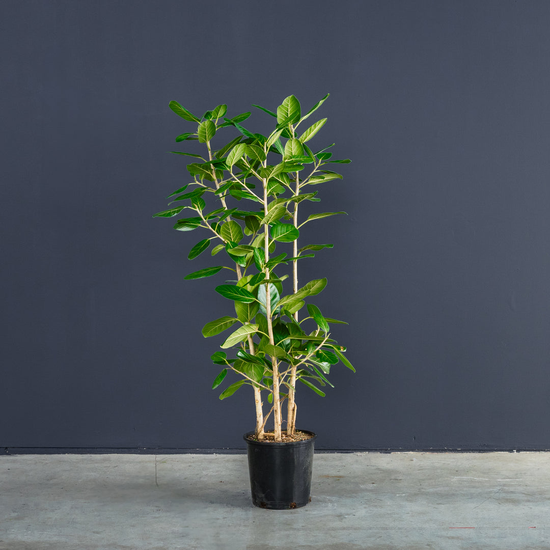audrey rubber tree Ficus Audrey Column (Ficus benghalensis) – Rolling Greens
