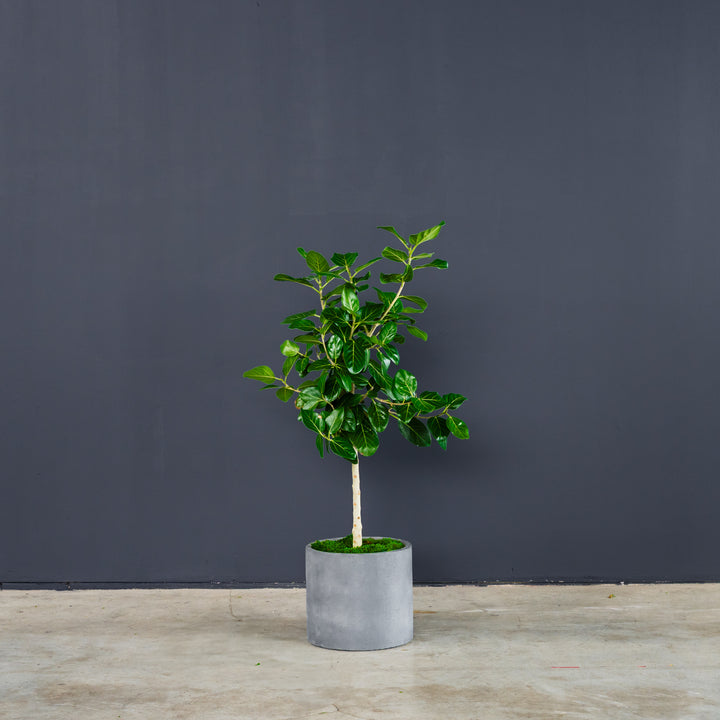 Ficus Audrey Tree Standard (Ficus benghalensis) 10 in