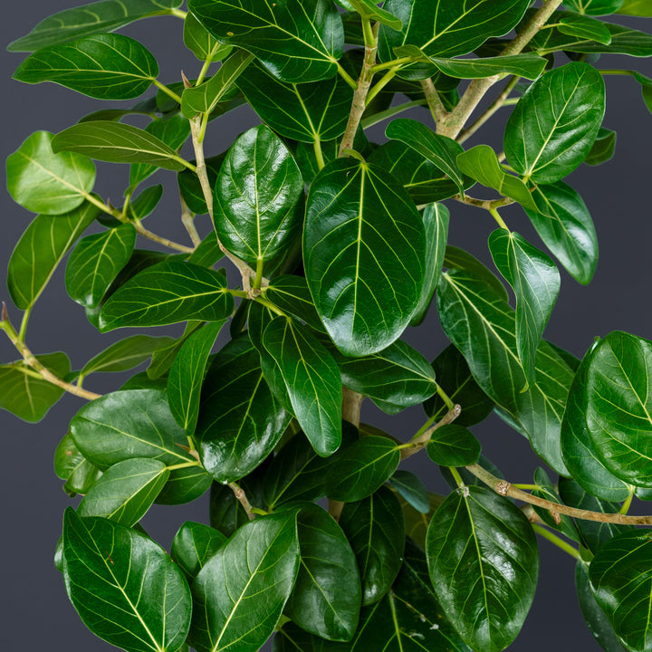 Ficus Audrey Tree Standard (Ficus benghalensis) 10 in