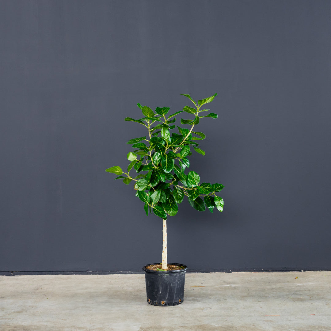 Ficus Audrey Tree Standard (Ficus benghalensis) 10 in