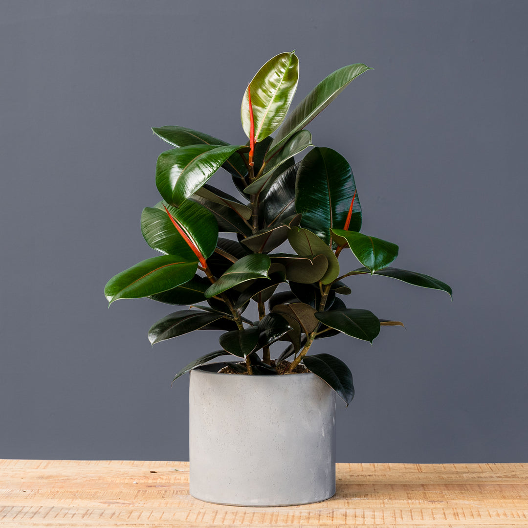 burgundy india rubber tree plant Ficus Elastica 'Burgundy' (Rubber Plant)