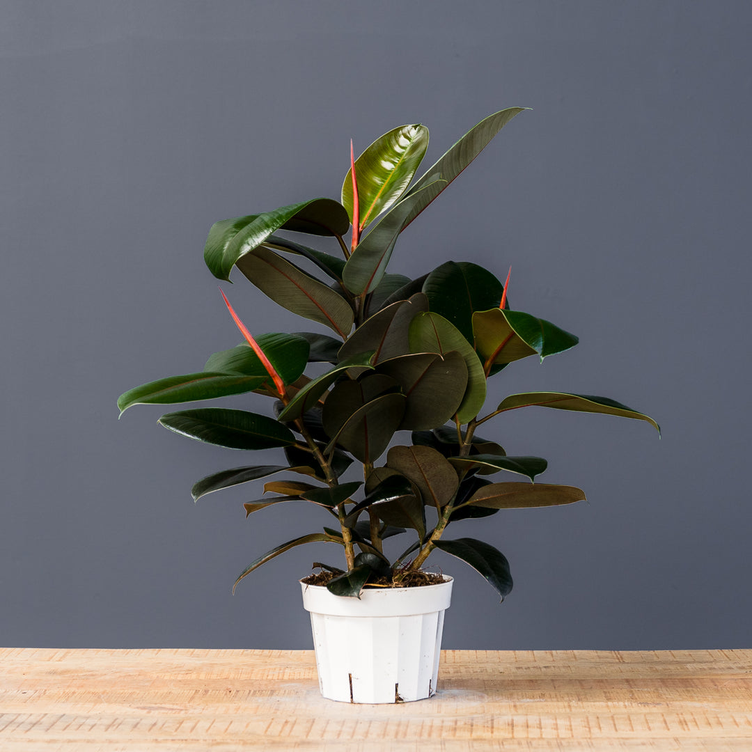 burgundy rubber tree full grown Ficus Elastica 'Burgundy' (Rubber Plant) – Rolling Greens