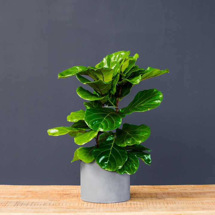 Fiddle Leaf Fig (Ficus Lyrata) — Column 10 in