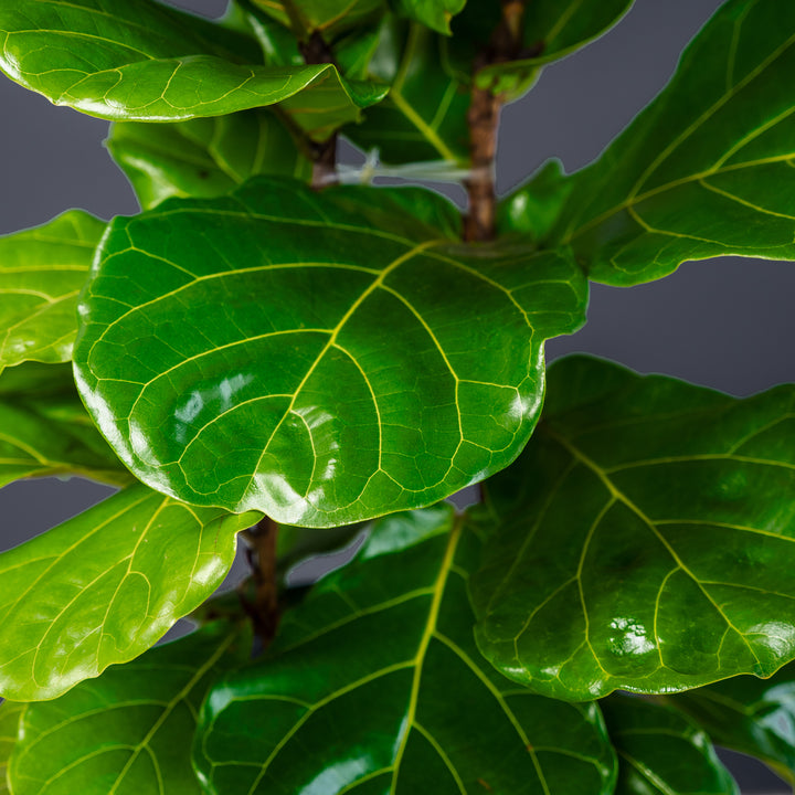 Fiddle Leaf Fig (Ficus Lyrata) — Column 10 in