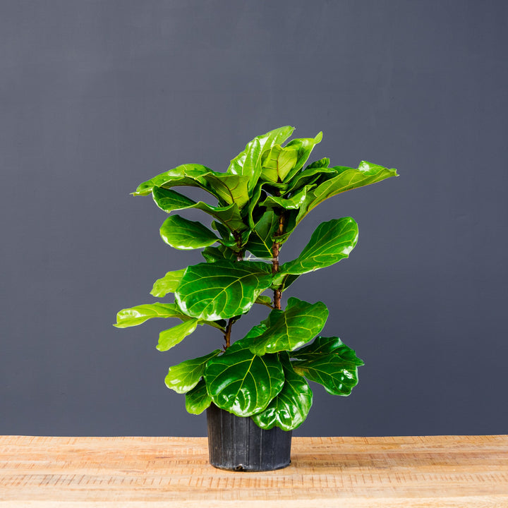 Fiddle Leaf Fig (Ficus Lyrata) — Column 10 in