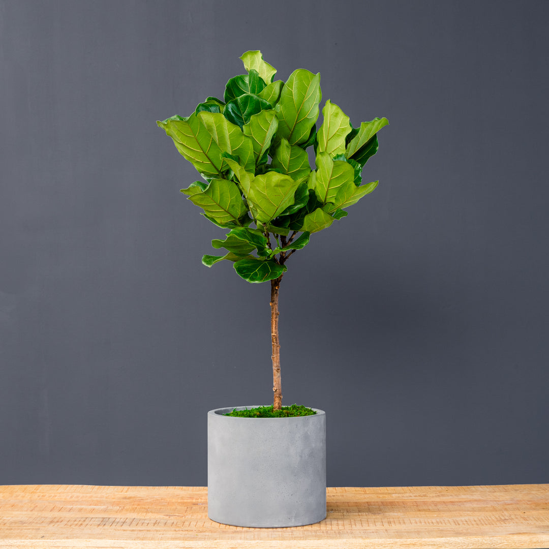 where to buy a fiddle leaf fig plant Ficus Lyrata Standard (Fiddle Leaf Fig) – Rolling Greens