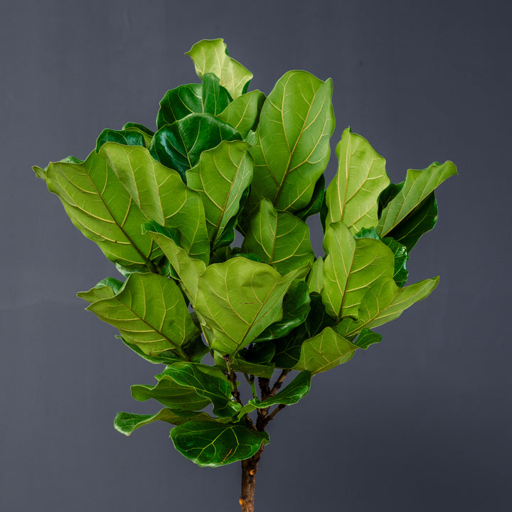 Fiddle Leaf Fig (Ficus Lyrata) — Standard 12 in