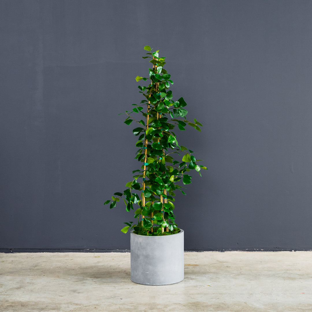 house plant triangular leaves Ficus Triangularus – Rolling Greens