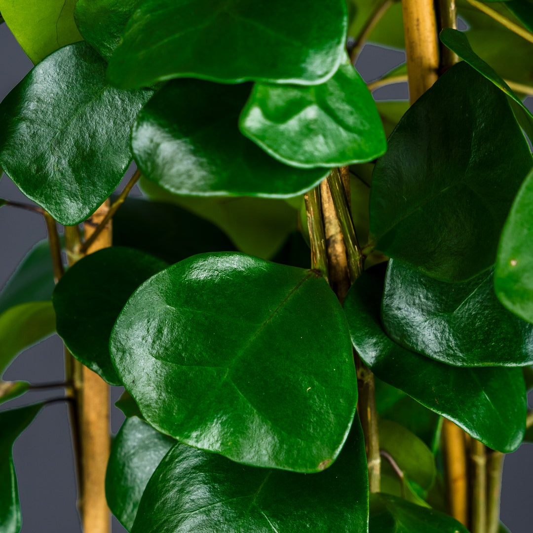 house plants with triangular leaves Ficus Triangularus – Rolling Greens