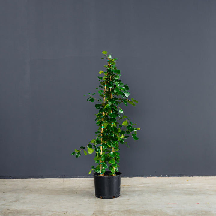 Triangle Ficus (Ficus Triangularus) 14 in