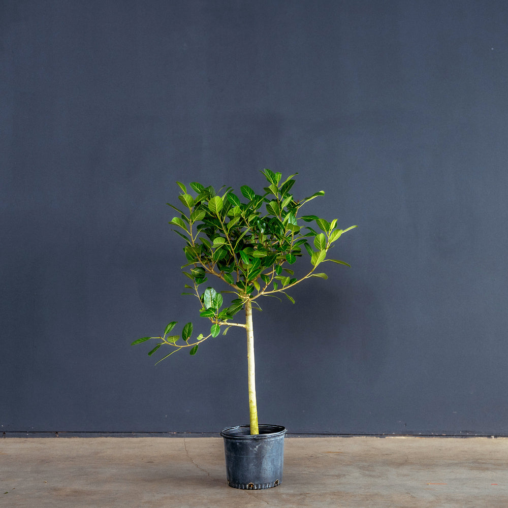 ficus audrey not growing Ficus Audrey Tree Standard (Ficus benghalensis) – Rolling Greens