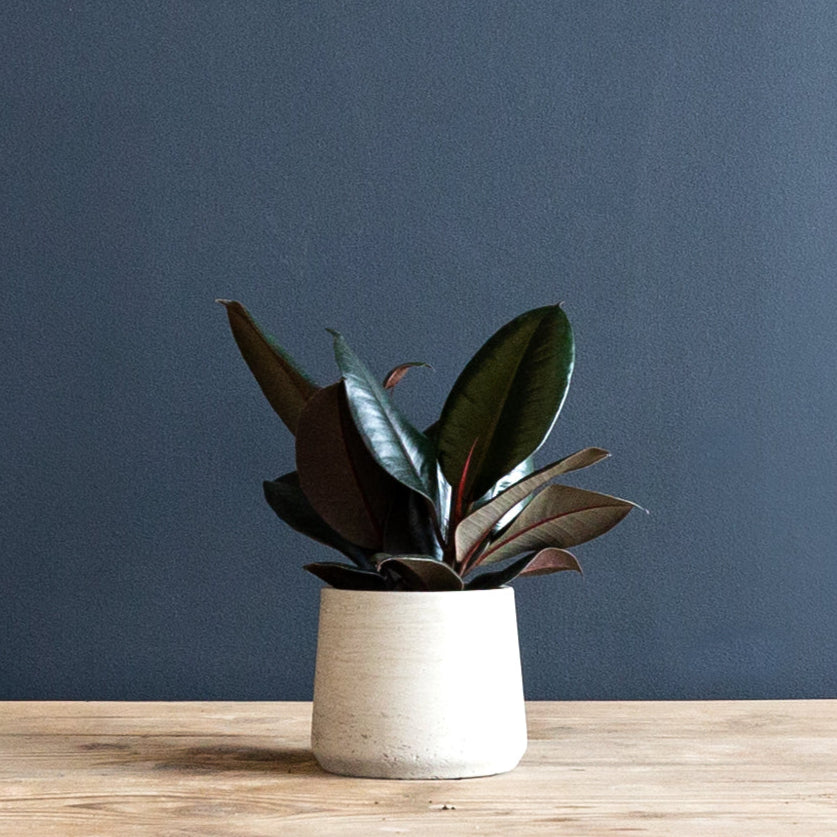 Ficus Elastica 'Burgundy' (Rubber Plant) – Rolling Greens