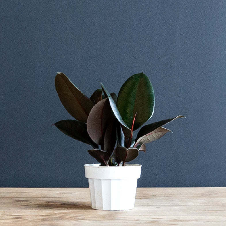 Ficus Elastica 'Burgundy' (Rubber Plant) – Rolling Greens
