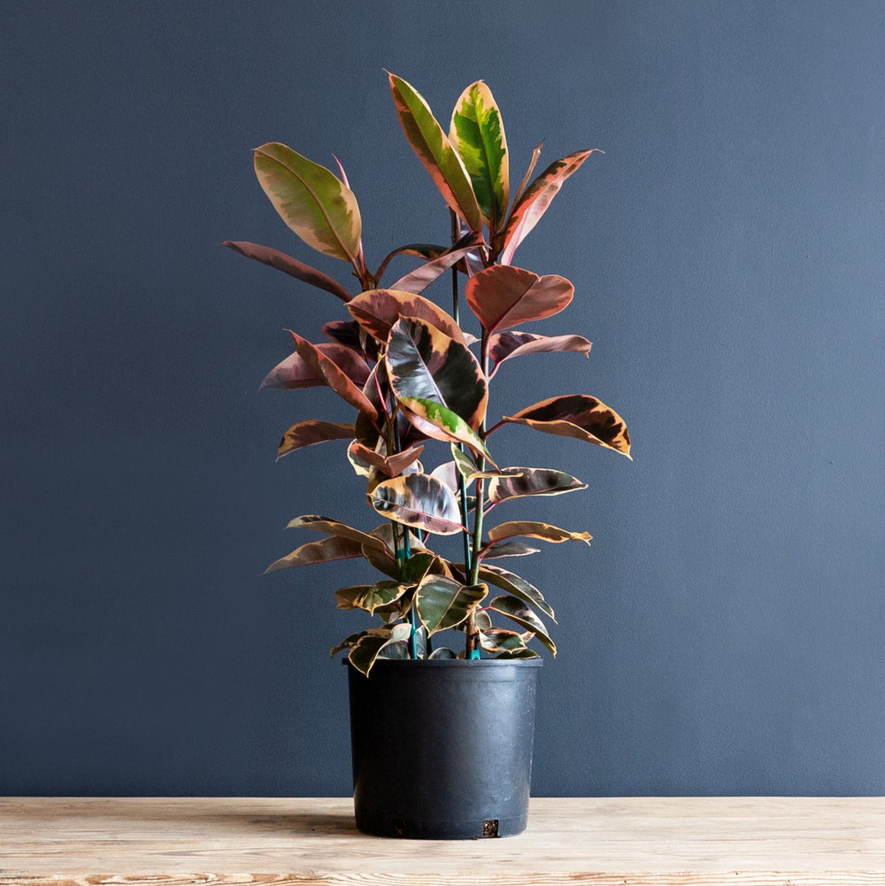 ruby rubber tree Ficus Elastica 'Ruby' (Rubber Plant) – Rolling Greens