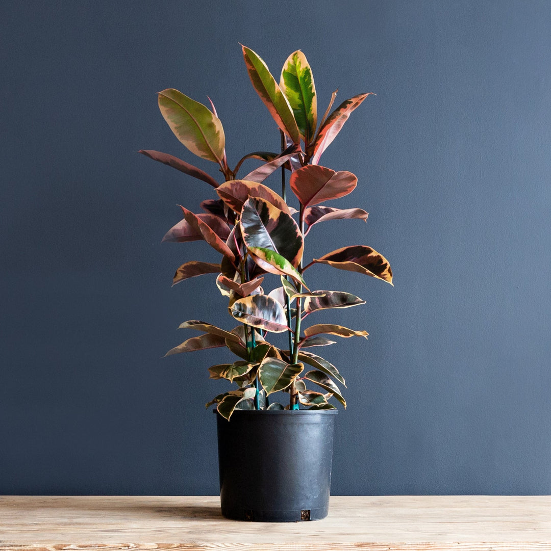 Rubber Plant (Ficus Elastica Ruby) 12 in