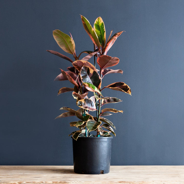 Rubber Plant (Ficus Elastica Ruby) 12 in