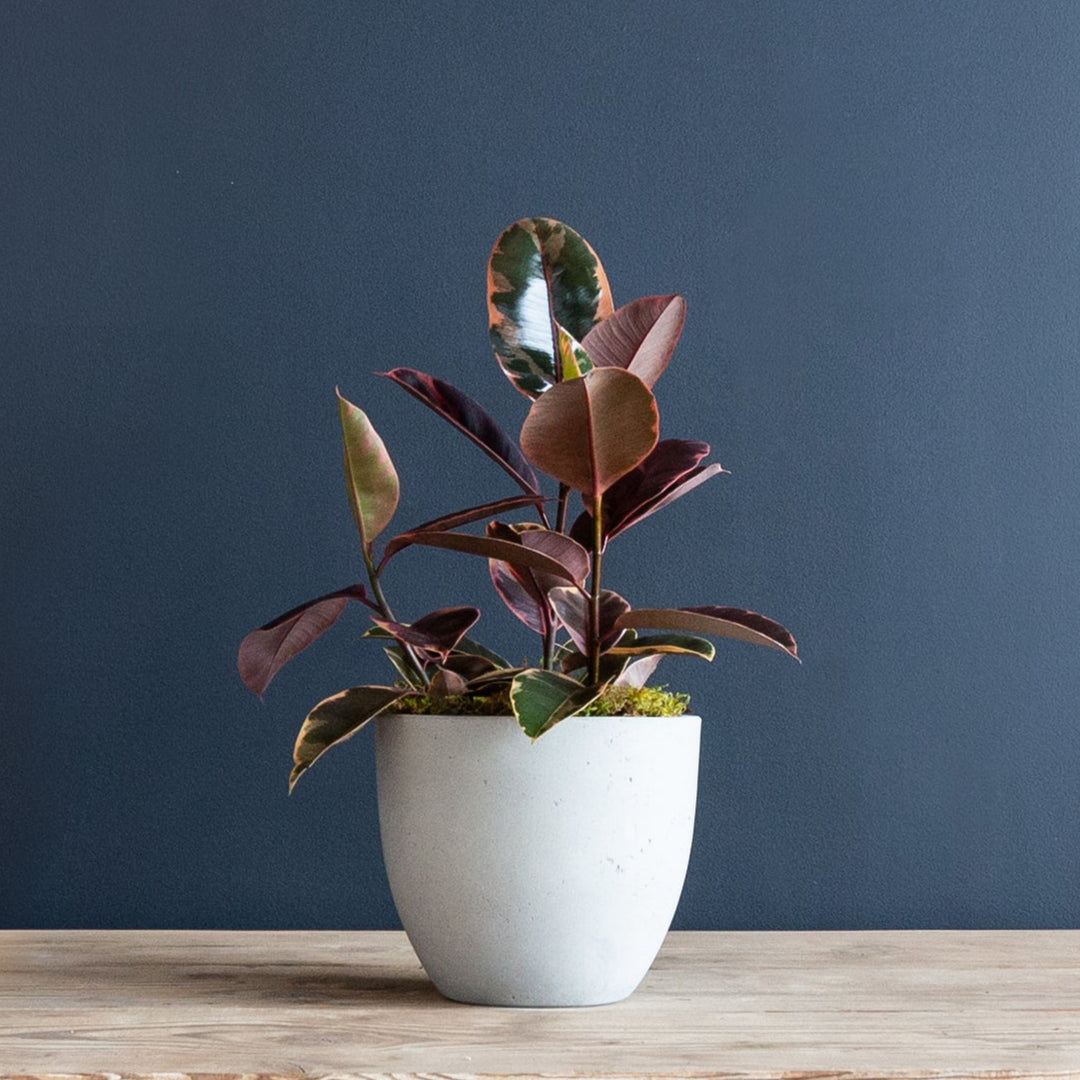 ruby plant indoor Ficus Elastica 'Ruby' (Rubber Plant) – Rolling Greens