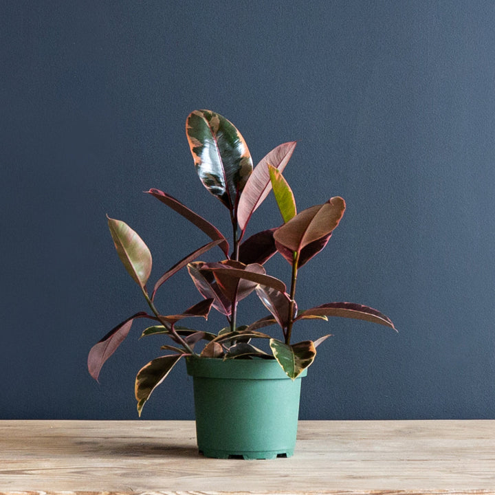 Rubber Plant (Ficus Elastica Ruby) 8 in