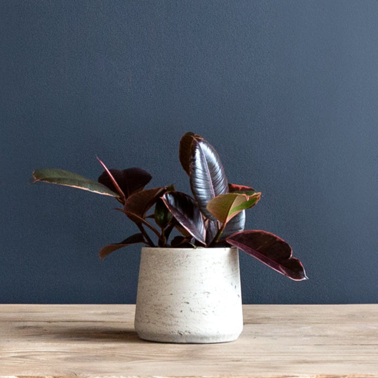 Rubber Plant (Ficus Elastica Ruby) 6 in
