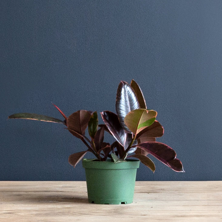 rubber tree plant ruby Ficus Elastica 'Ruby' (Rubber Plant) – Rolling Greens