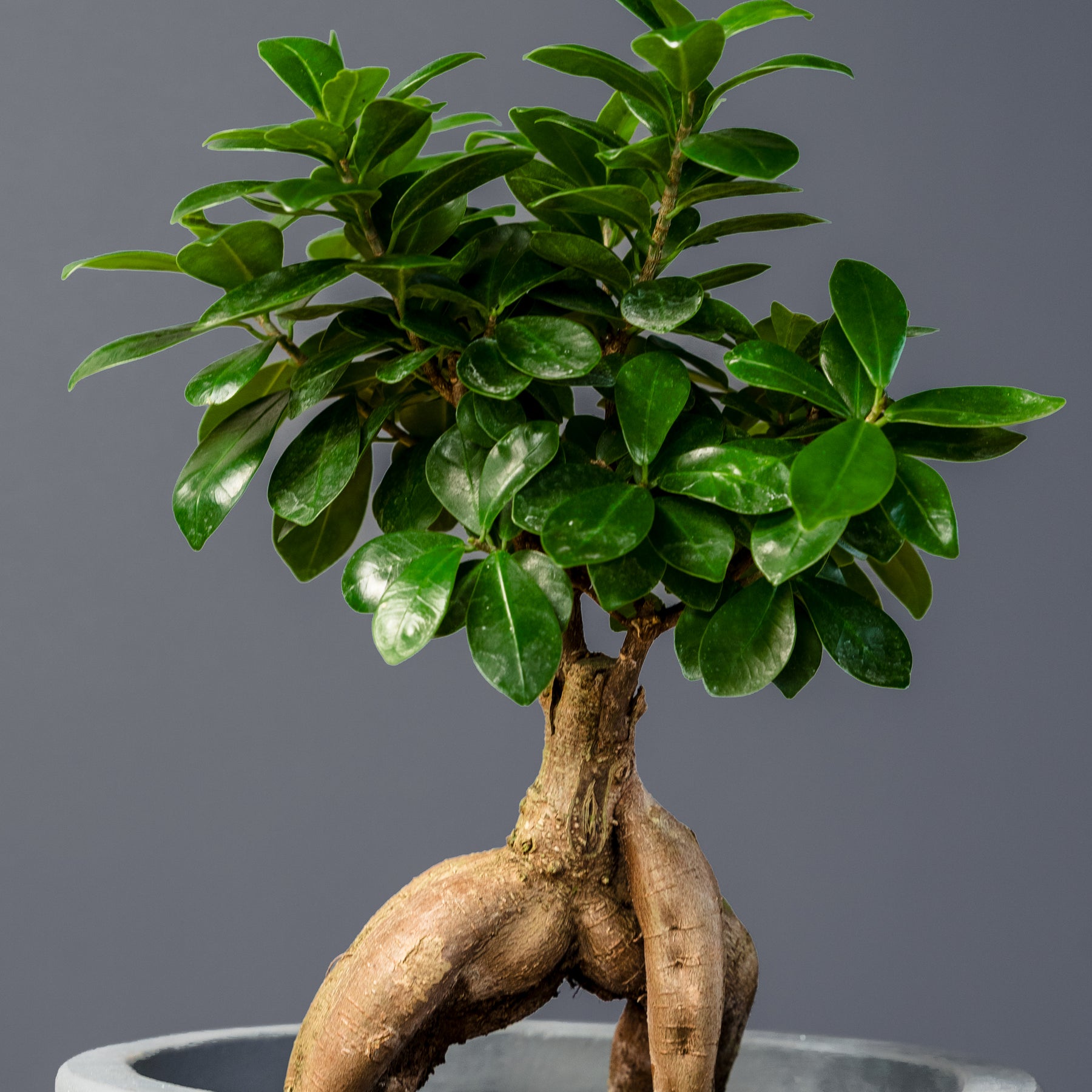 Ficus Ginseng (Ficus microcarpa) – Rolling Greens