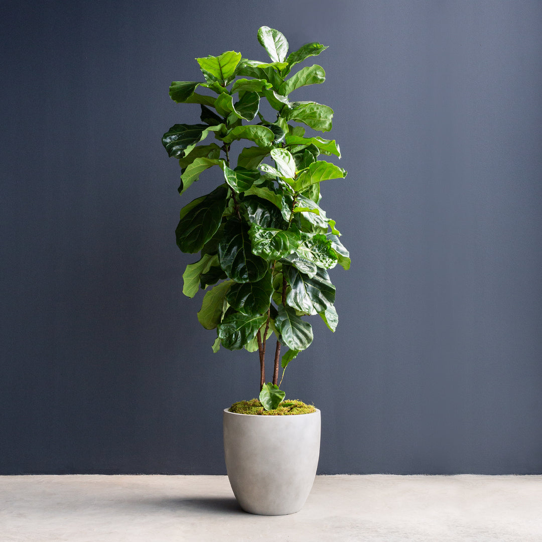 is ficus lyrata an indoor plant Ficus Lyrata Column (Fiddle Leaf Fig)