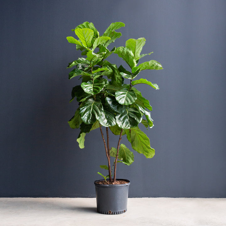Fiddle Leaf Fig (Ficus Lyrata) — Column 14 in
