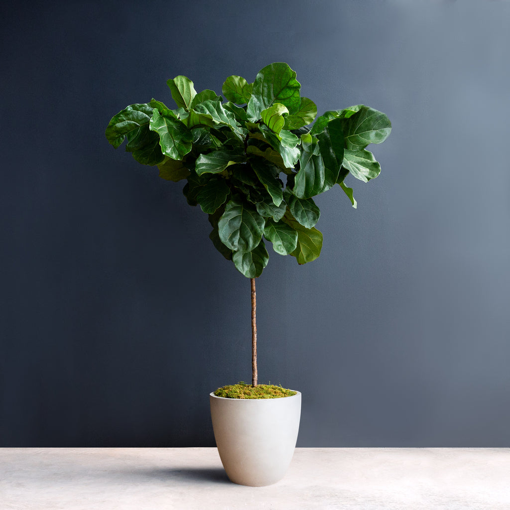 fiddle leaf fig cheap Ficus Lyrata Standard (Fiddle Leaf Fig) – Rolling Greens