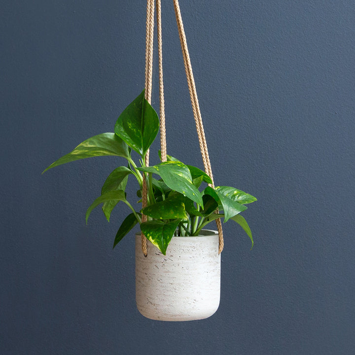 Golden Pothos (Epipremnum Aureum) 4 in