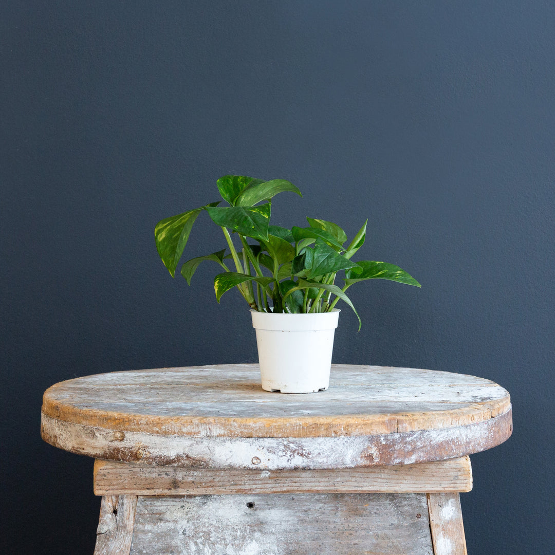 Golden Pothos (Epipremnum Aureum) 4 in