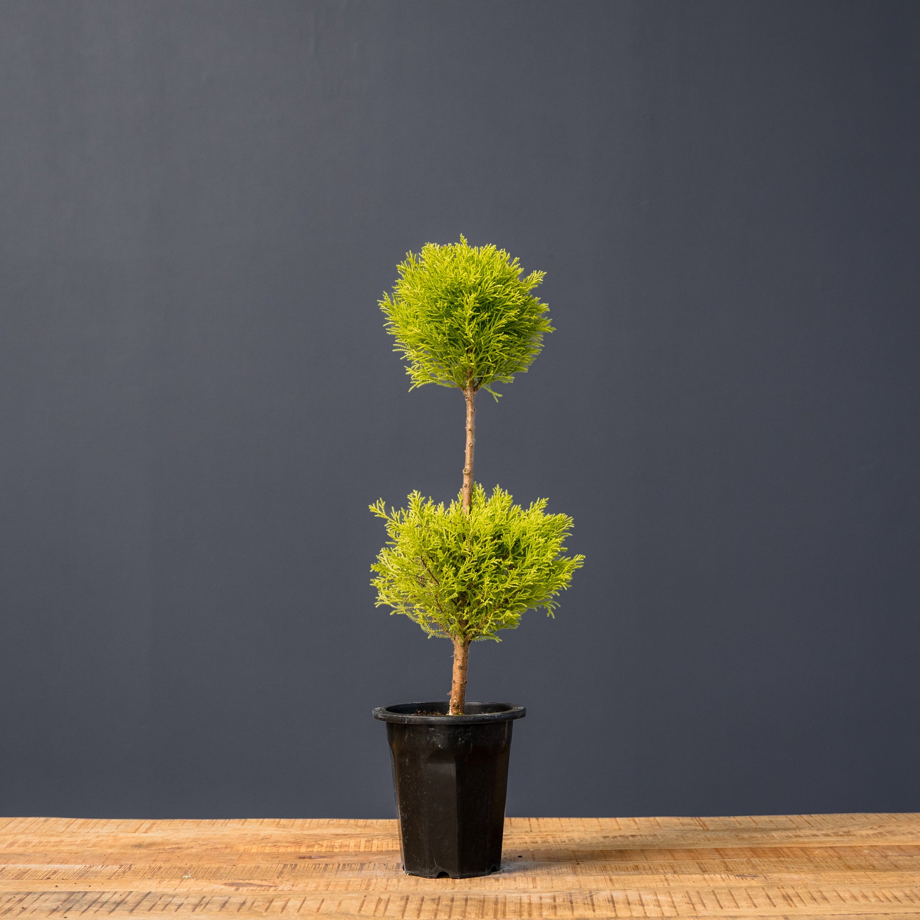 lemon cypress house plant Lemon Cypress Topiary Double Ball (Cupressus macrocarpa) – Rolling Greens
