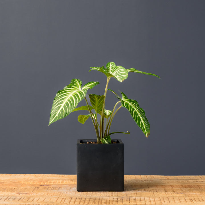 Angel Wing Plant ( Xanthosoma lindenii 'Magnificum') 6 in
