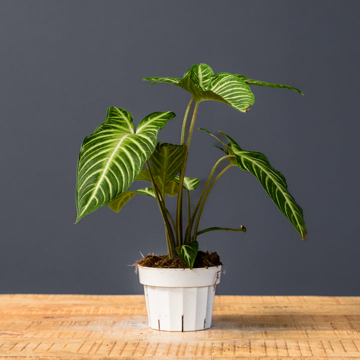 Angel Wing Plant ( Xanthosoma lindenii 'Magnificum') 6 in