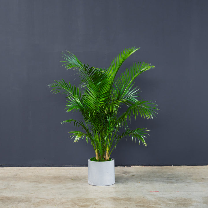 Majesty Palm (Ravena Rivularis) 12 inch