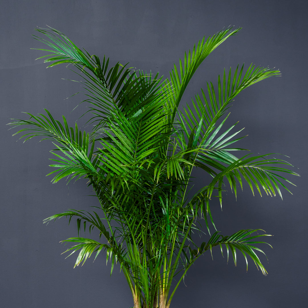 royal palm indoor plant Palm
