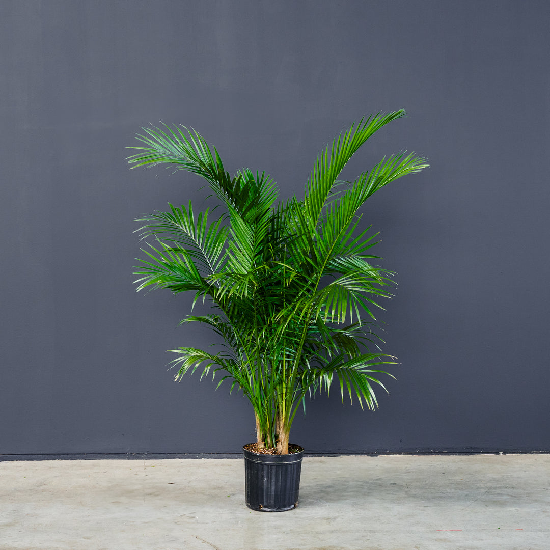 Majesty Palm (Ravena Rivularis) 12 inch
