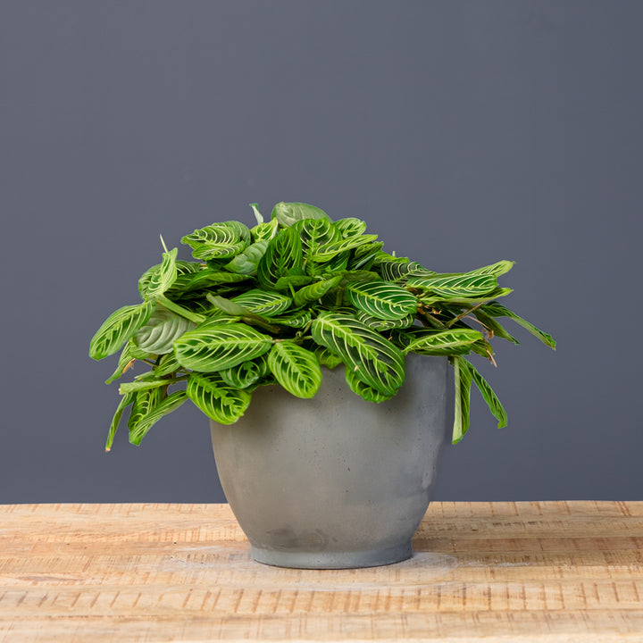 Green Prayer Plant (Maranta leuconeura 'Kerchoveana') 8 in