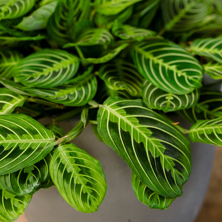 Green Prayer Plant (Maranta leuconeura 'Kerchoveana') 8 in