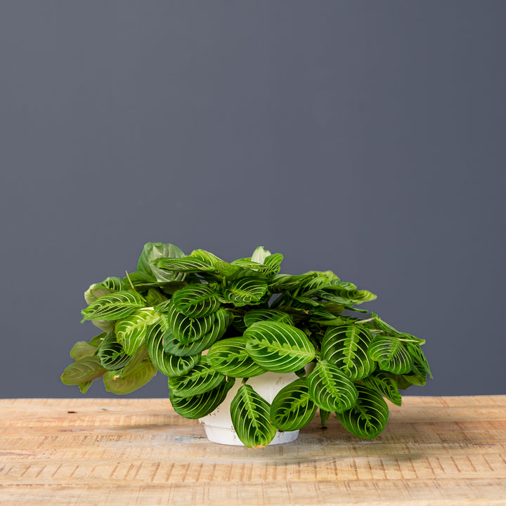 Green Prayer Plant (Maranta leuconeura 'Kerchoveana') 8 in