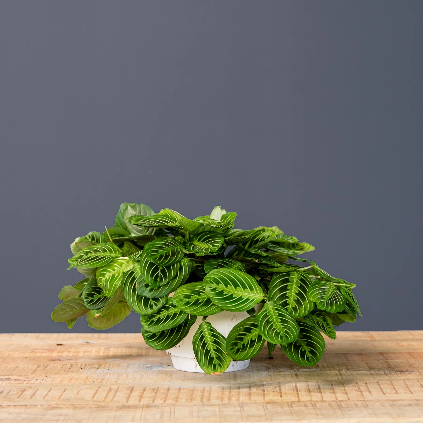 Prayer Plant
