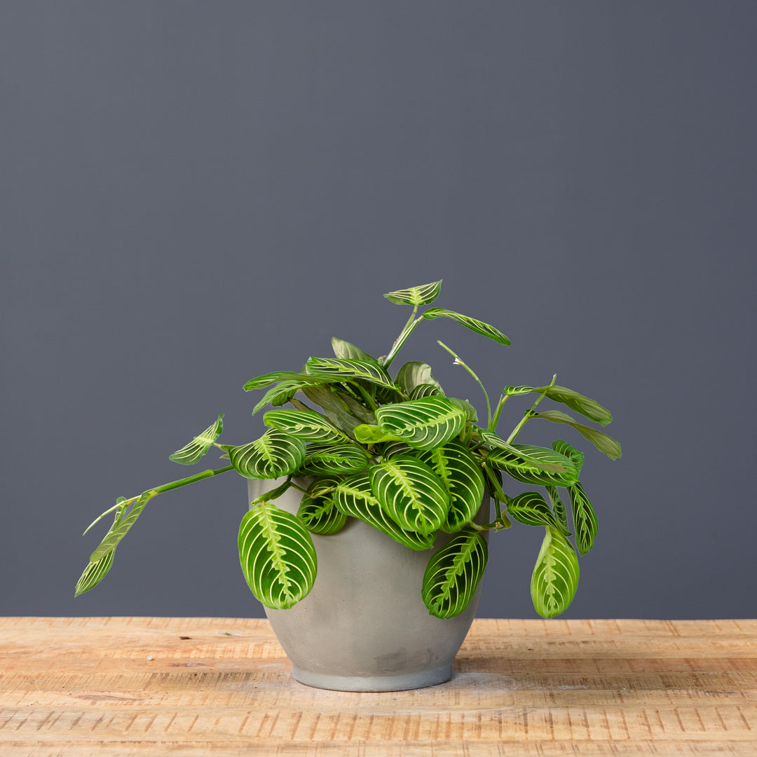 lemon and lime prayer plant Prayer Plant