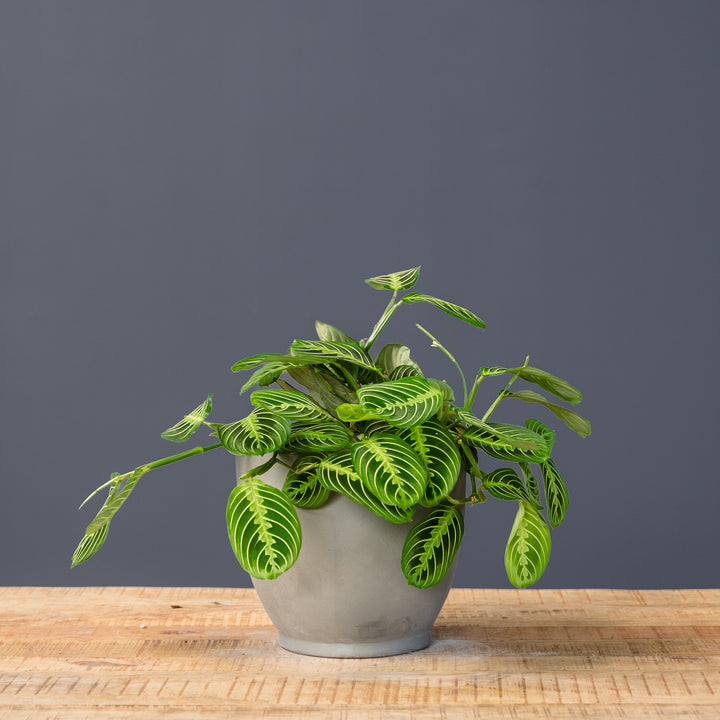 Lemon-Lime Prayer Plant (Maranta leuconeura 'Lemon Lime') 6 in