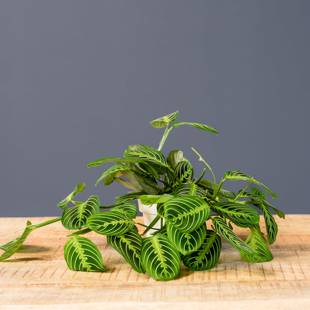 Lemon-Lime Prayer Plant (Maranta leuconeura 'Lemon Lime') 6 in